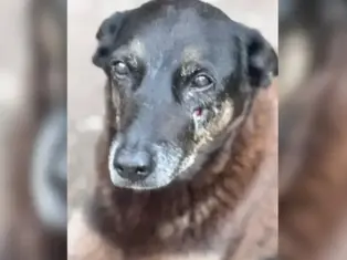 “Lei Orelha”: CCJ da Alesc aprova projeto de Mário Motta que responsabiliza pais por maus-tratos a animais