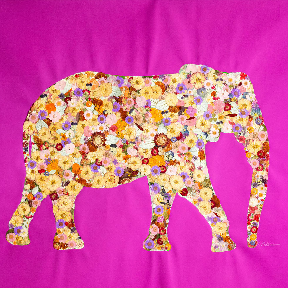 Tendresse Elephantesque