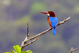 White-throated-KF.jpg