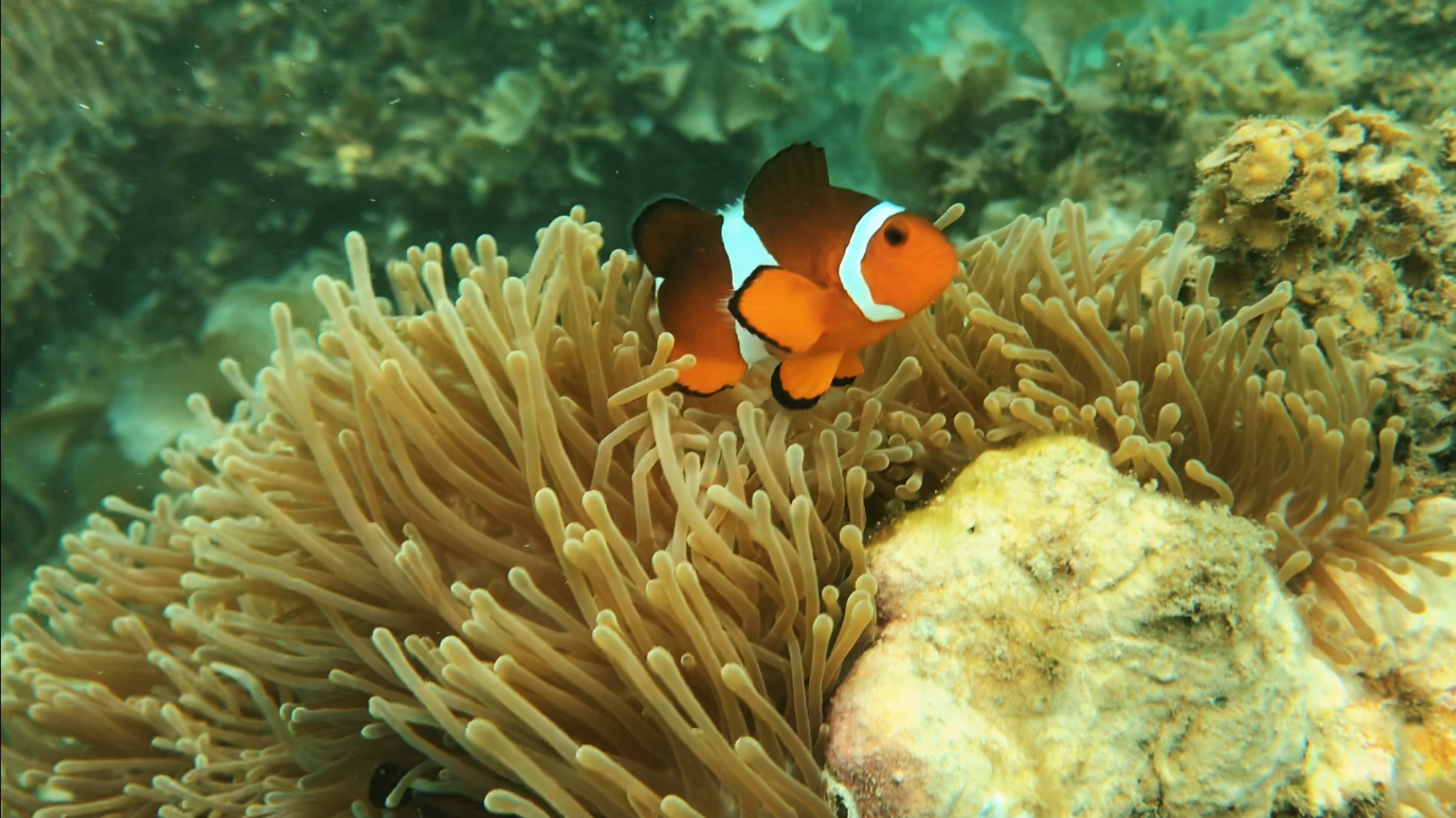 Snorkeling in Bintan