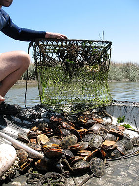 94 dead terrapins = 1 trap.jpeg