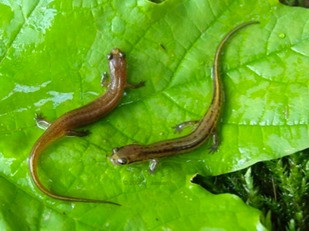One-of-a-kind find in Georgia: Patch-nosed salamander