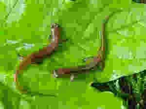image5_med.jpeg