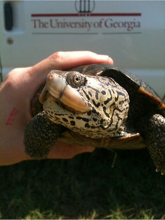 TerrapinUGA.jpeg
