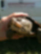 TerrapinUGA.jpeg