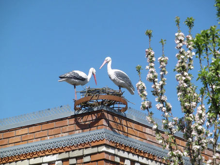 Экскурсия в Ботанический сад ст. Ярославской