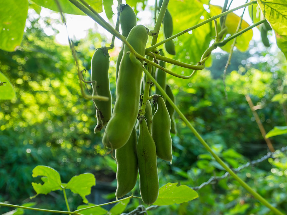 Mucuna Pruiens Juckbohne im Urwald