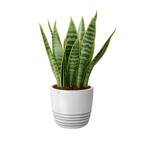 ai-generated-snake-plant-sansevieria-trifasciata-on-transparent-background-image-png.png
