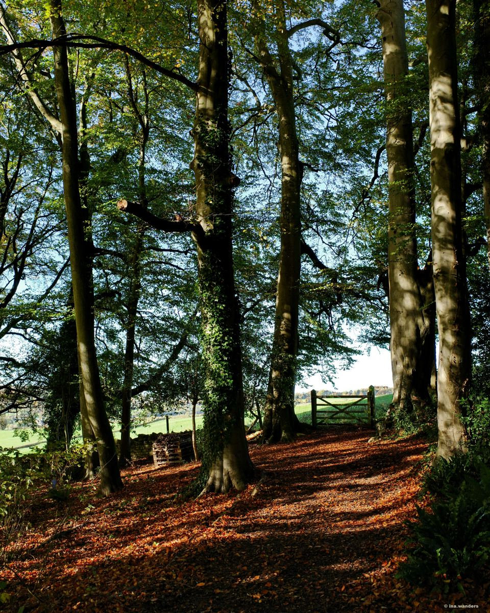 Tall beech trunks above a path of fallen copper leaves leading to a wooden field gate