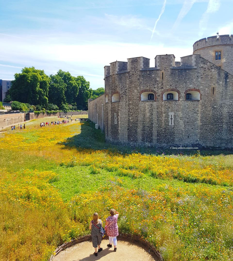 Why the Tower of London moat is dry, and what has grown in it
