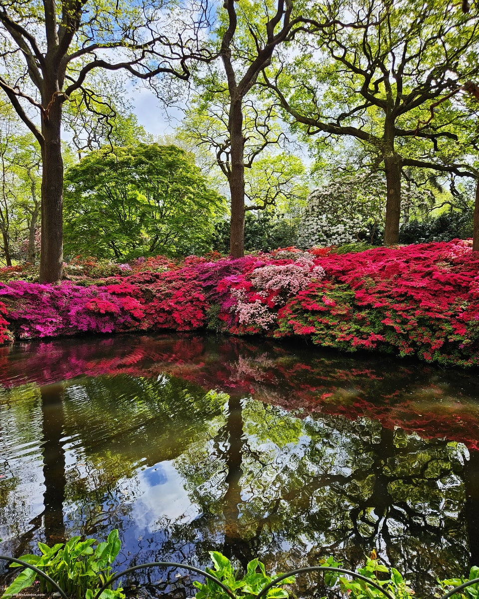 Pink and red azaleas and tall trees mirrored in the flat water of a woodland pond