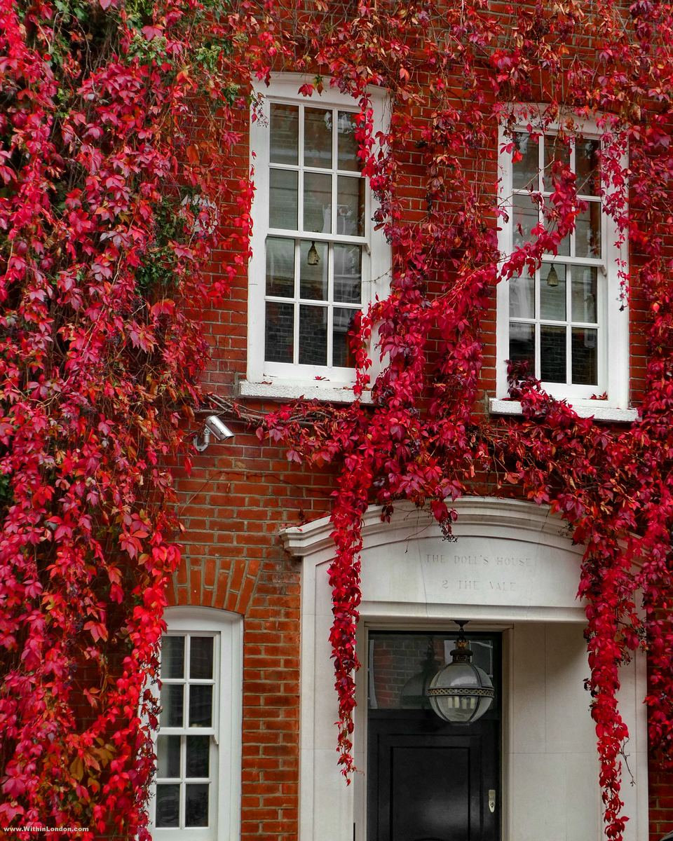 A red-brick house on Mallord Street covered in scarlet Boston ivy, with white sash windows and a white door surround showing through the leaves