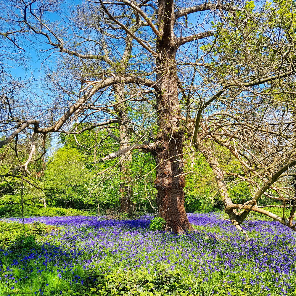 Bluebells spreading under a wide old tree just coming into leaf on the woodland walk at Osterley