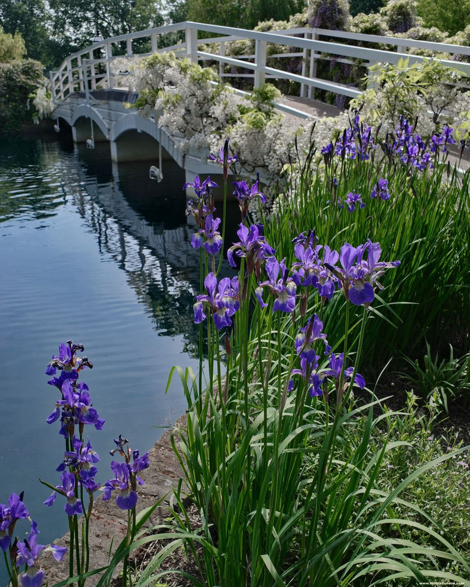 Purple Siberian irises growing on the lake bank at the Hurlingham Club, with a white footbridge in the background