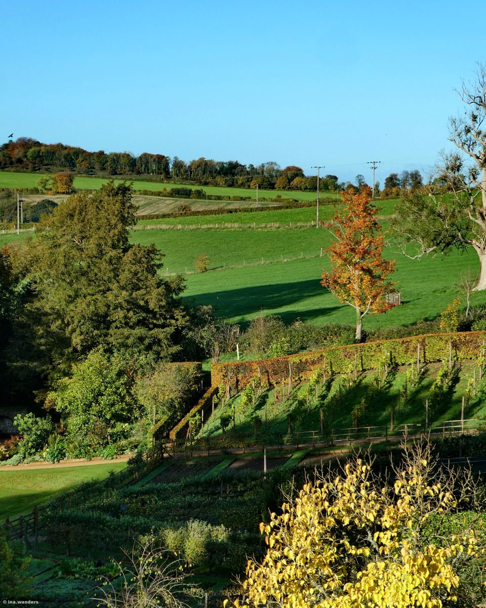 Terraced garden beds stepping down to green fields, with one small orange tree in the middle of the view