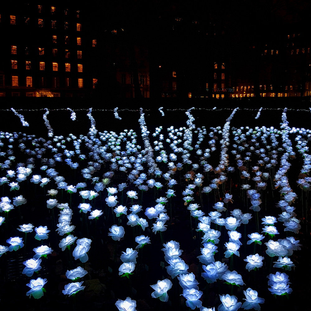 Close rows of illuminated white roses on long stems, glowing against the dark