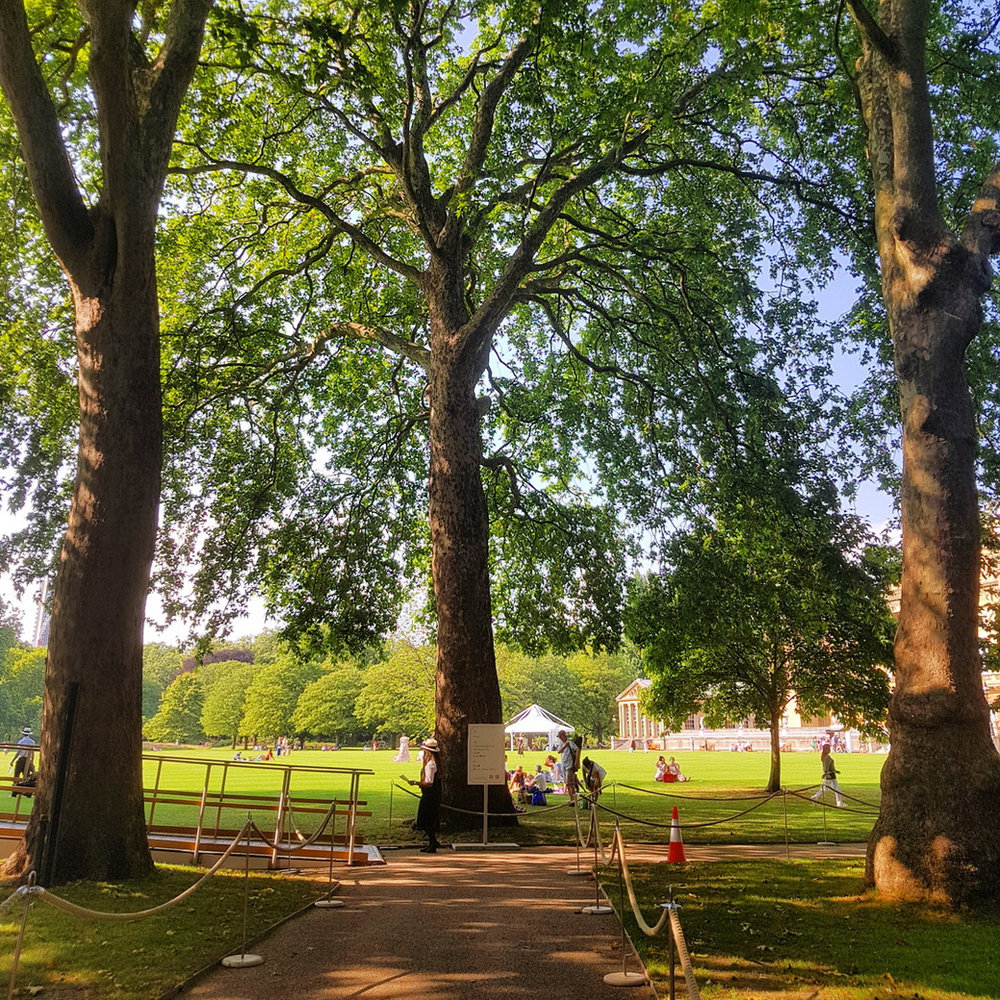 Tall plane trees along the edge of the lawn behind Buckingham Palace, with a white marquee in the distance