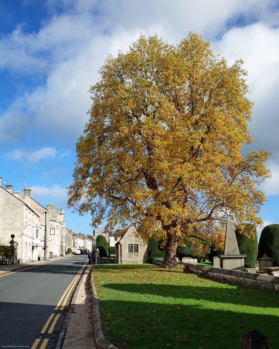 Golden autumn tree beside a quiet village street with stone houses and a grass verge