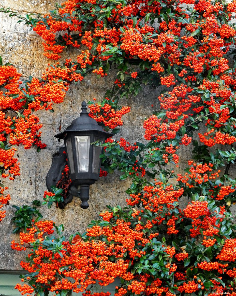 Orange pyracantha berries wrapped around a black lantern on a stone wall