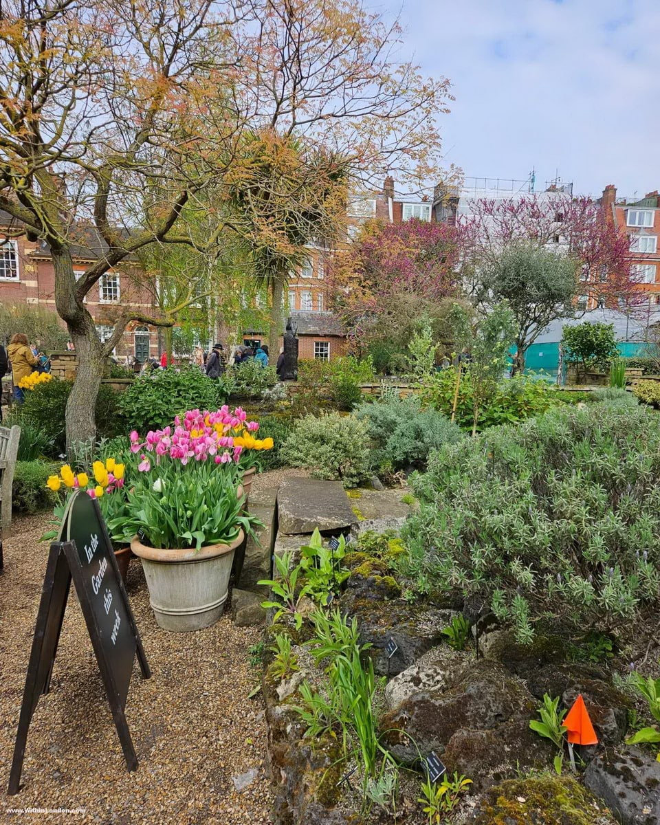Pots of tulips and beds of herbs along a path at Chelsea Physic Garden, with red-brick houses behind