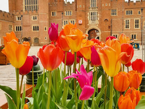 100,000 Tulips at Hampton Court Palace Tulip Festival