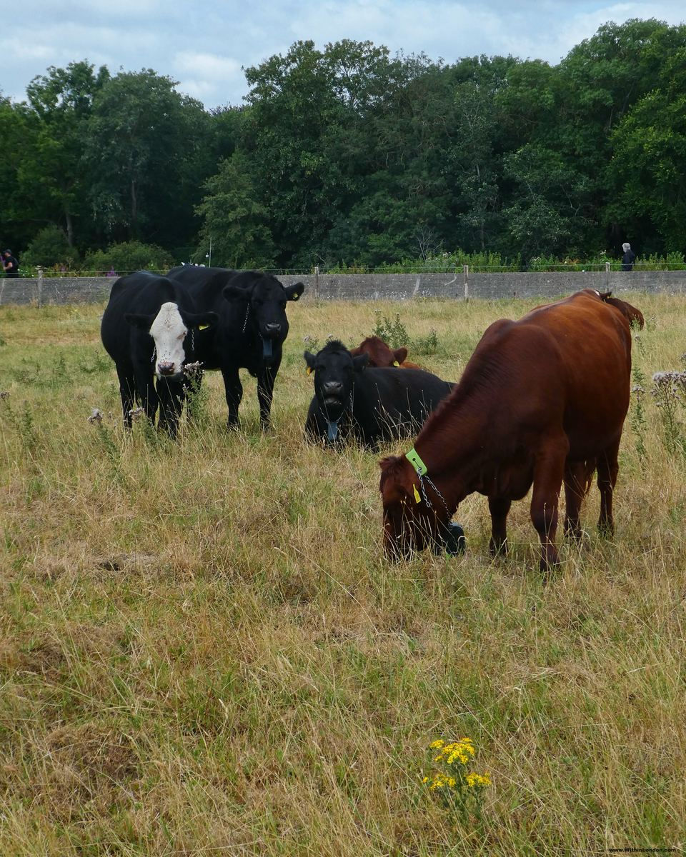 Cows grazing in Petersham Meadows beside the Thames