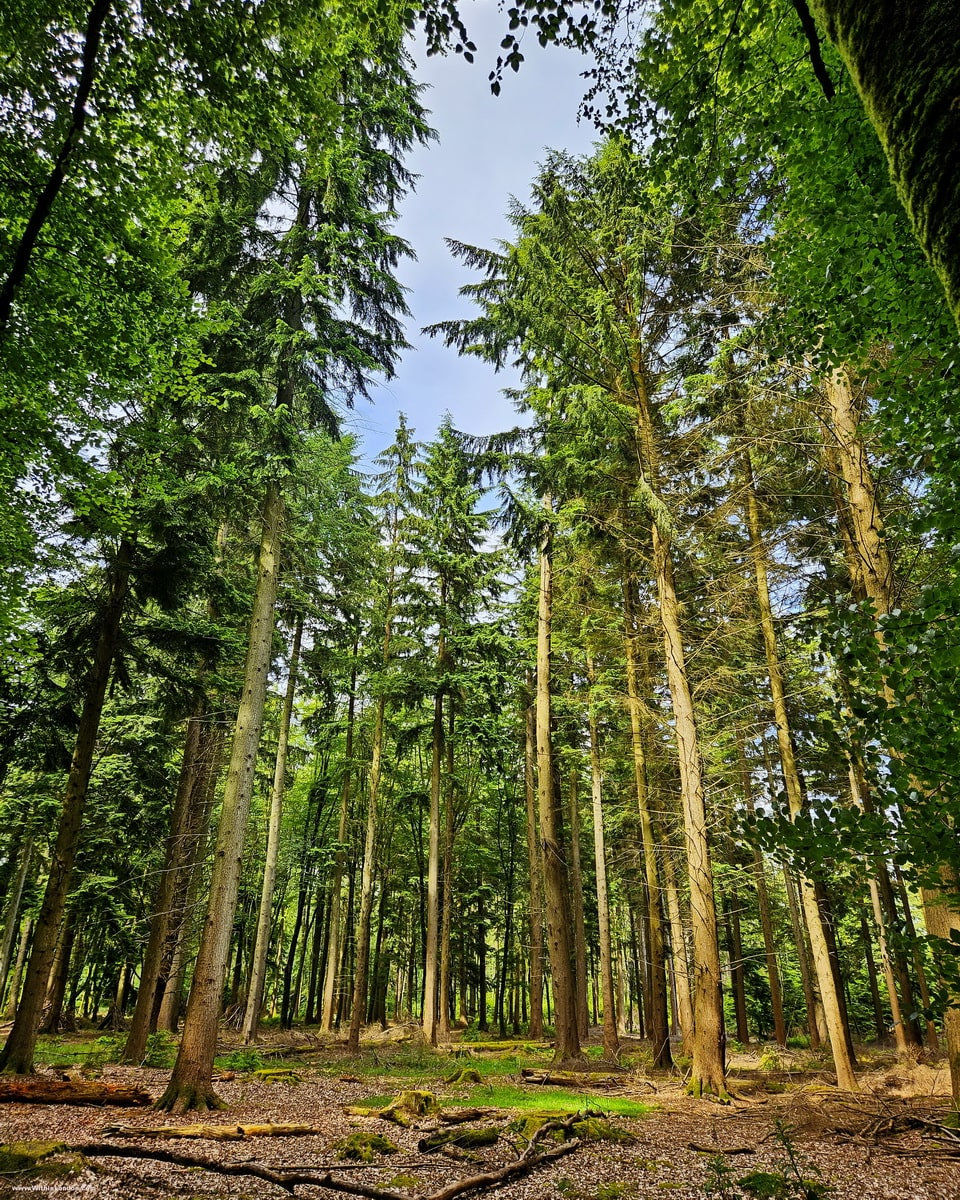 Tall straight conifers rising towards a patch of blue sky on the Tall Trees Trail