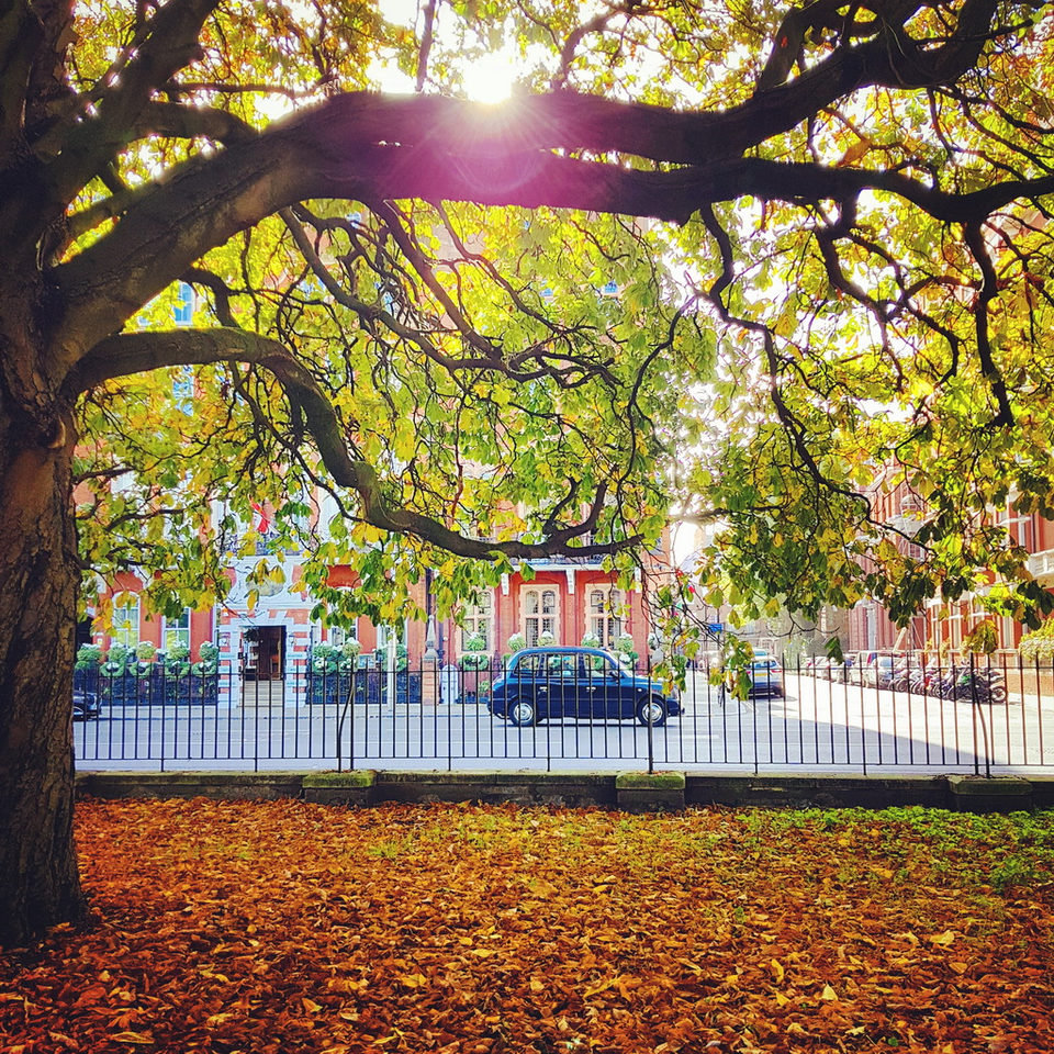 Low sun through a plane tree's yellow leaves in Kensington Gardens, a carpet of fallen leaves below