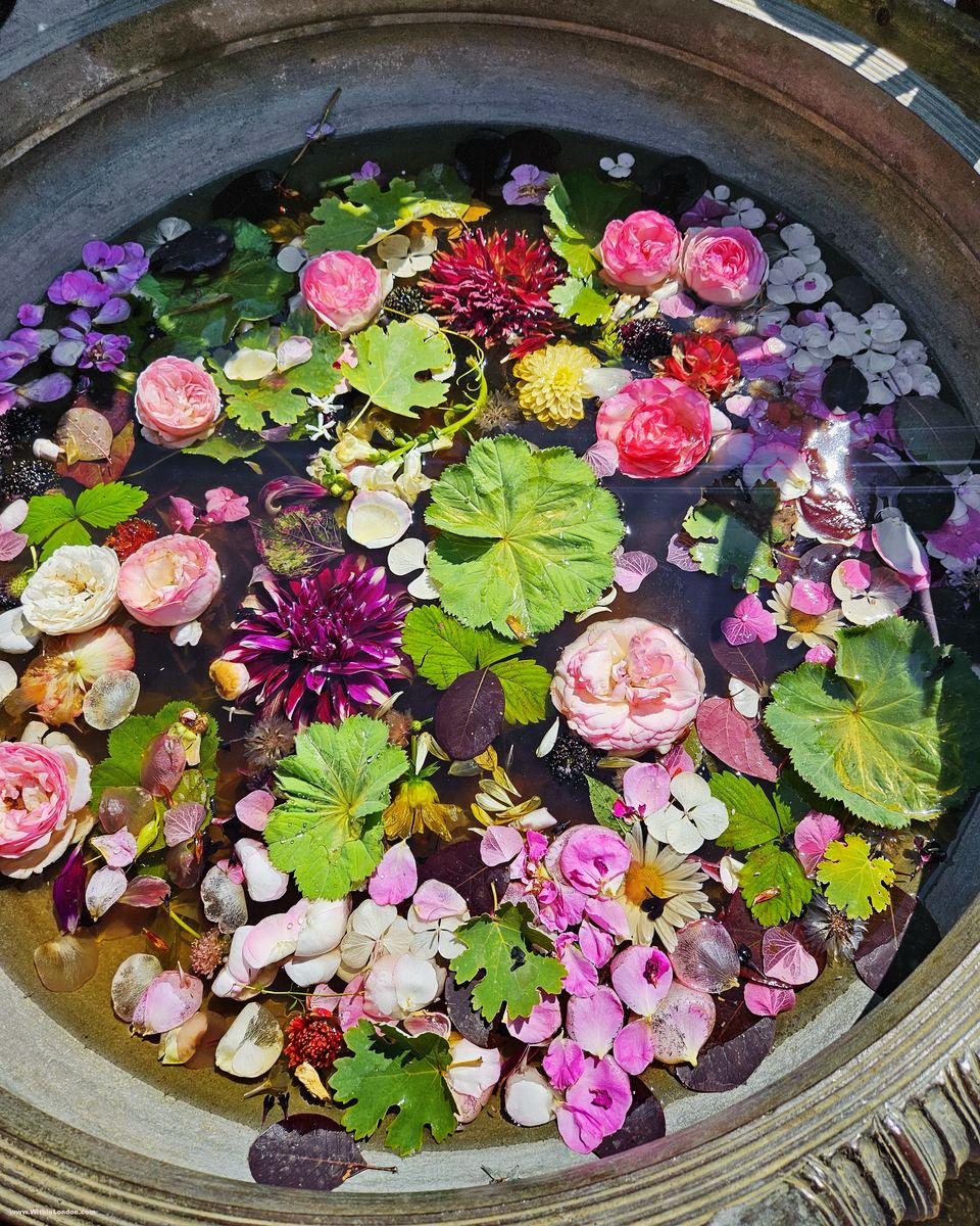 Stone bowl of water seen from above, with floating roses, dahlias and lily pads