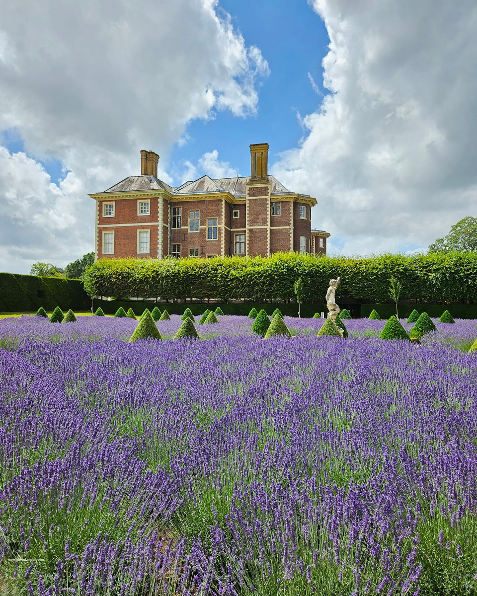 Beds of purple lavender and clipped box cones in the Cherry Garden, with the red-brick front of Ham House behind