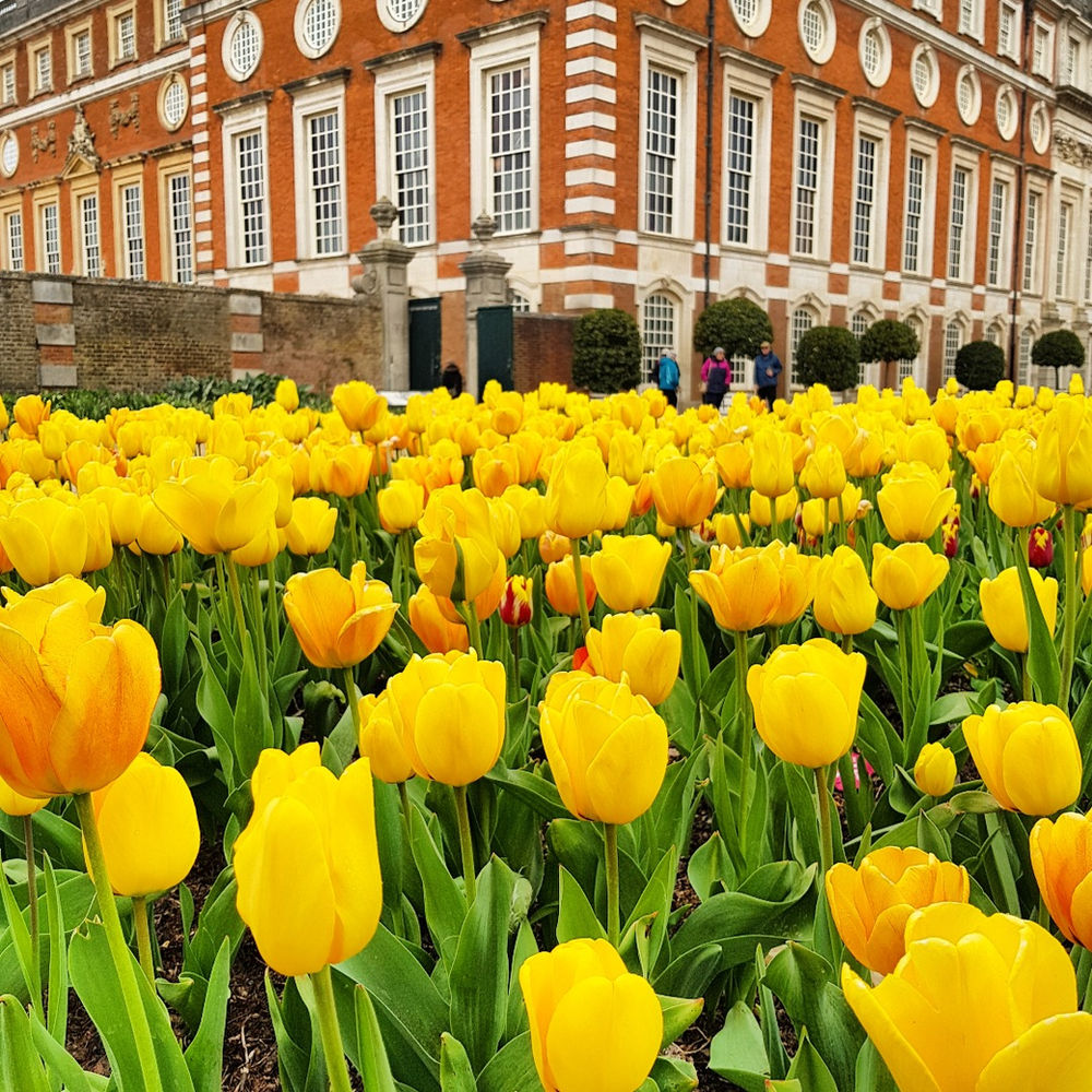 100,000 Tulips at Hampton Court Palace Tulip Festival