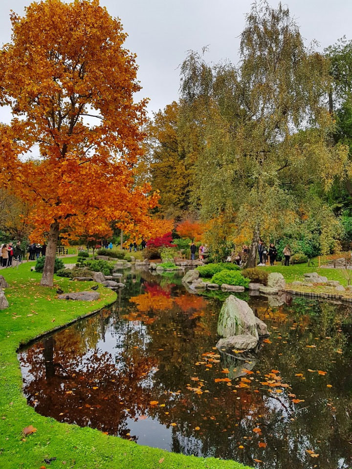 The Kyoto Garden pond in Holland Park ringed by orange maples and stone lanterns