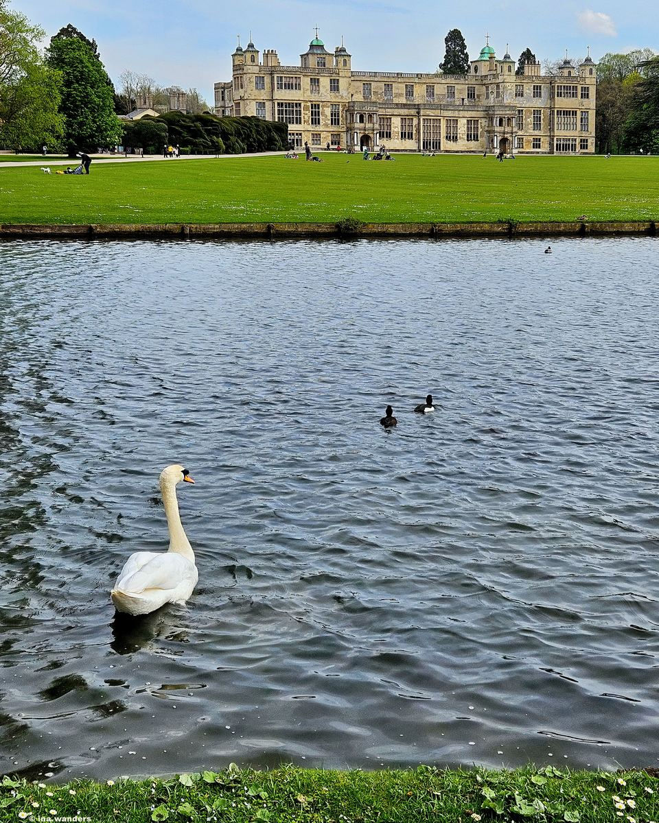 Audley End House seen across the widened River Cam with a swan swimming in the foreground