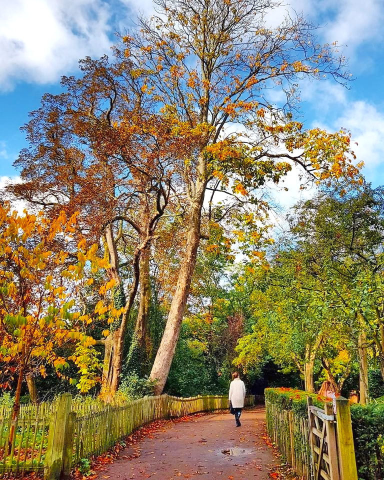 A walker on Holland Park's tree-lined path under yellow and orange autumn leaves