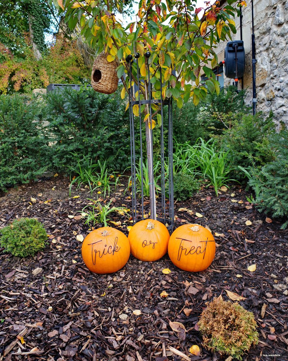 Three pumpkins lettered Trick or Treat on a bed of bark chippings under a young tree with a woven bird box