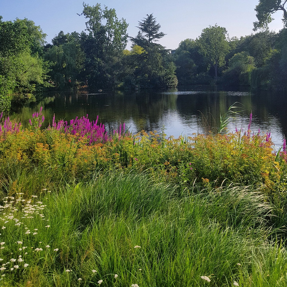 Pink loosestrife and white wildflowers on the bank of the lake in Buckingham Palace Gardens
