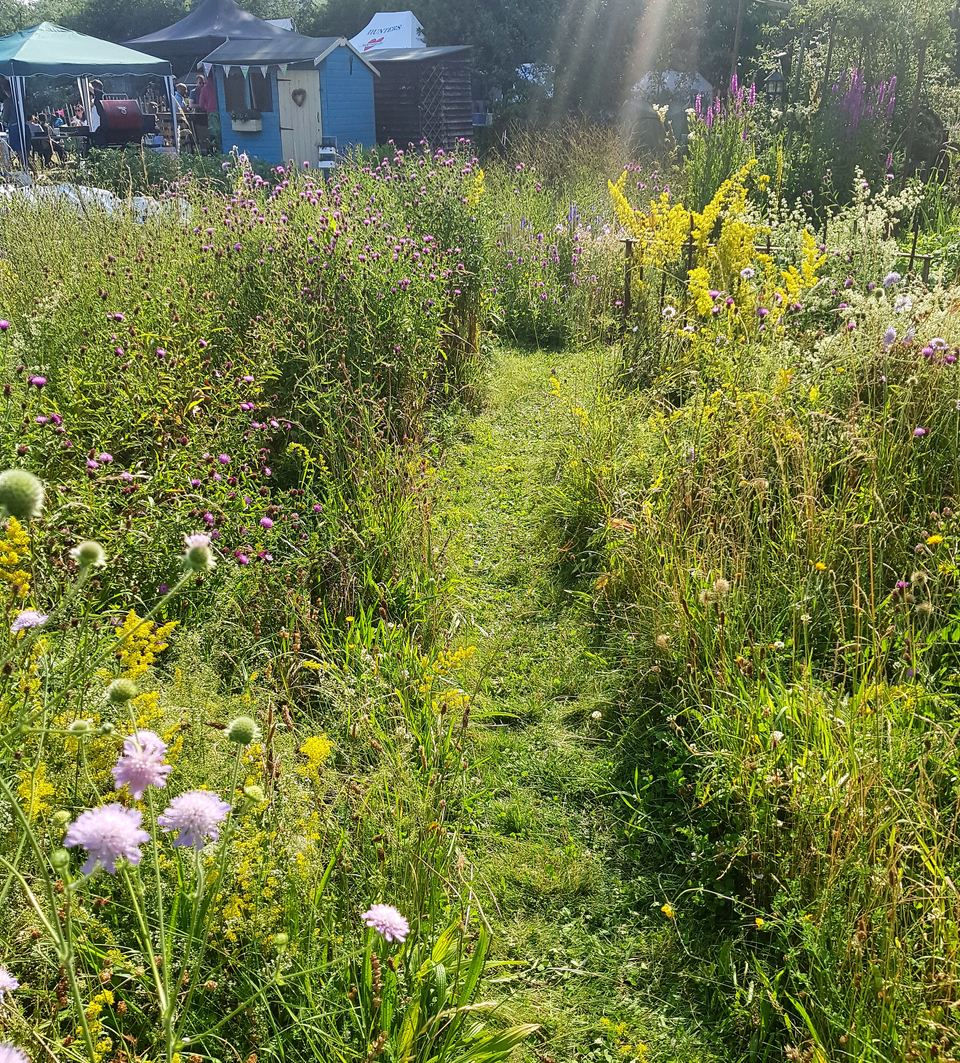 A mown grass path running between overgrown wildflower plots at Northfields Allotments in Ealing, with painted sheds beyond