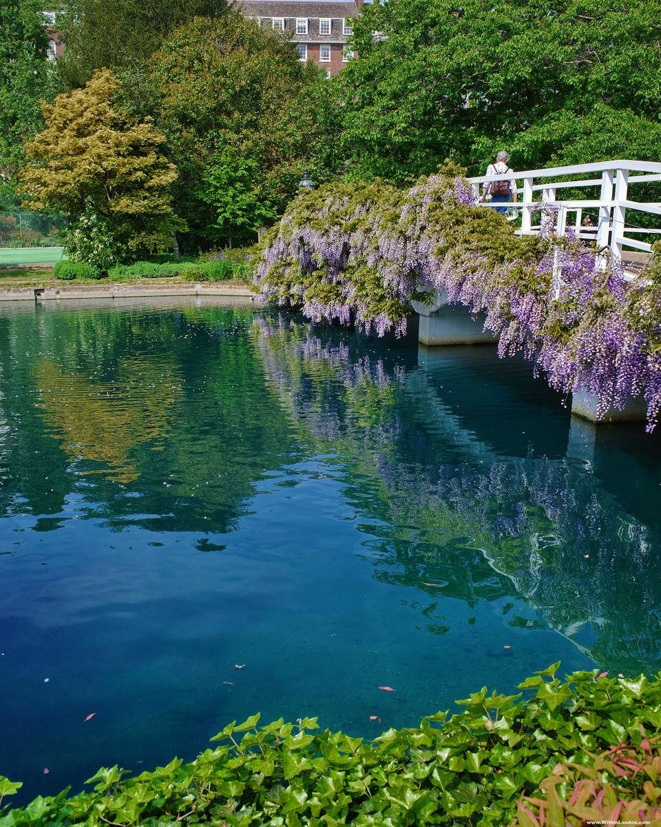 Wisteria trailing over a white bridge at the Hurlingham Club, its blooms reflected in the still lake below