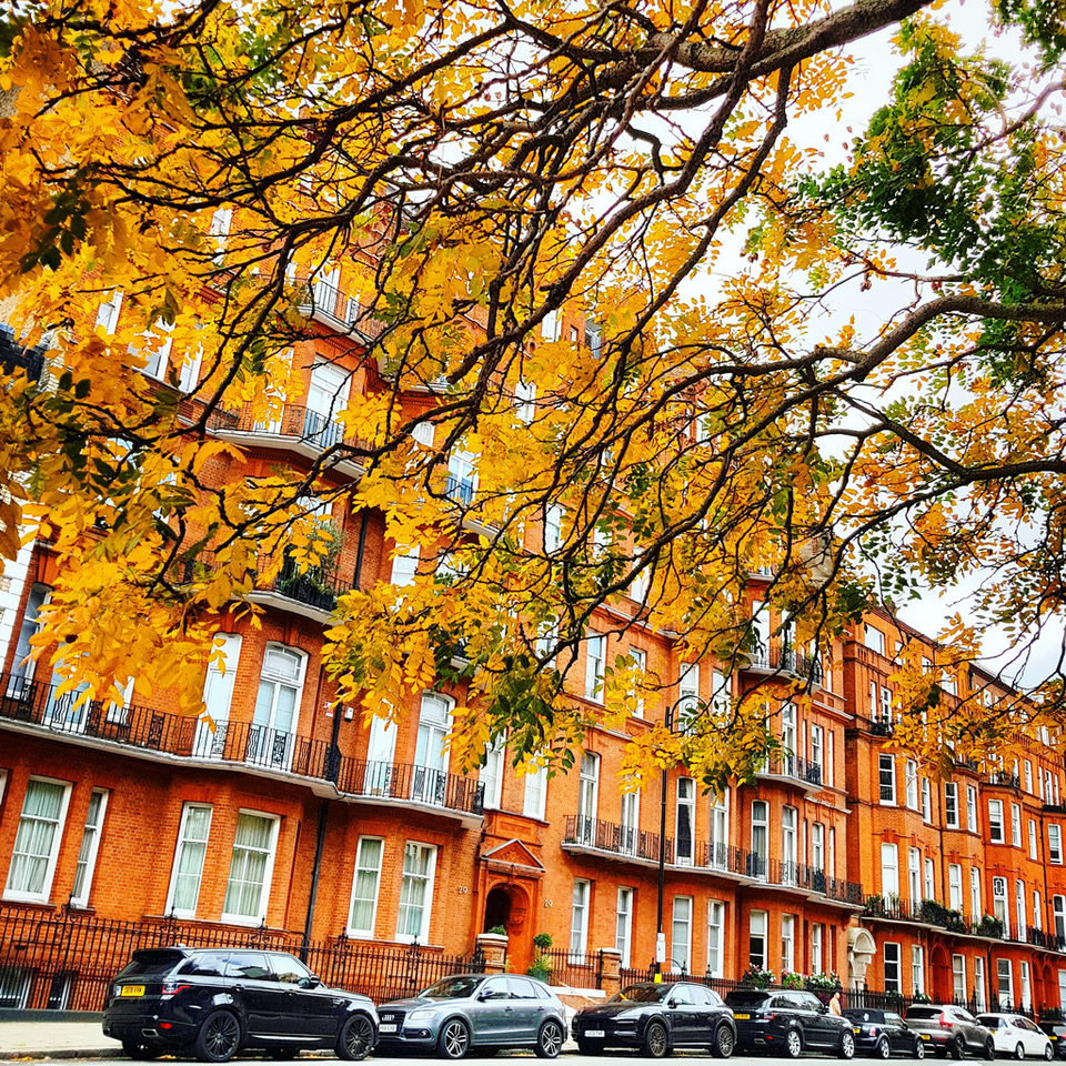 Golden plane tree leaves in front of the red-brick mansion blocks on Gloucester Road