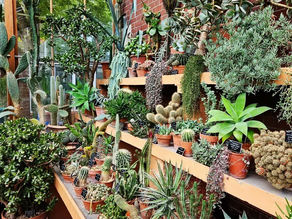Chelsea Physic Garden Plant Fair Saturday 27 April 2024
