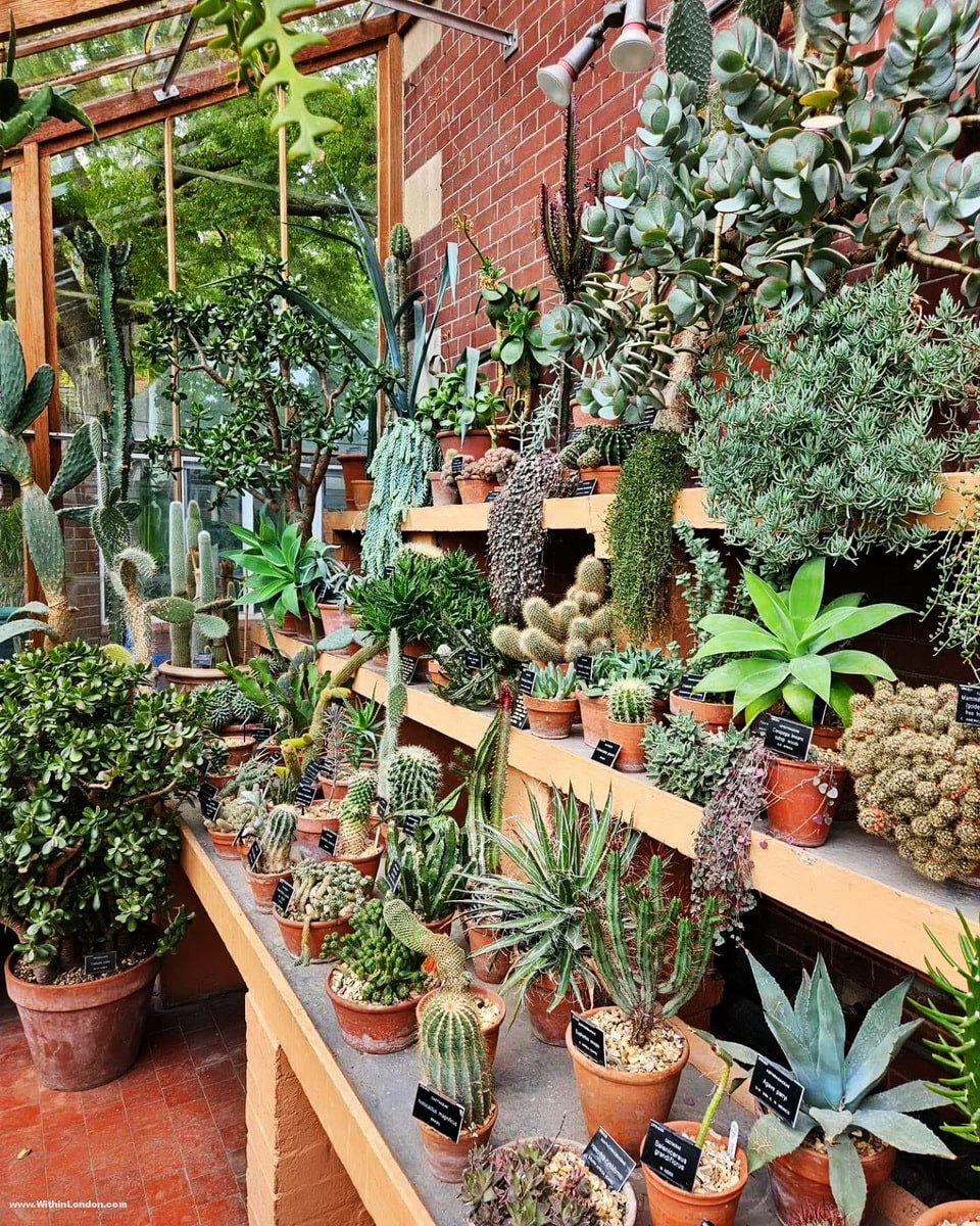 Shelves of cacti and succulents in pots in a glasshouse at Chelsea Physic Garden