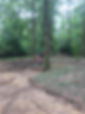 tree management.jpeg