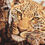 Thumbnail: Leopard