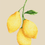 Miniatura: MK017 Limones - pdf