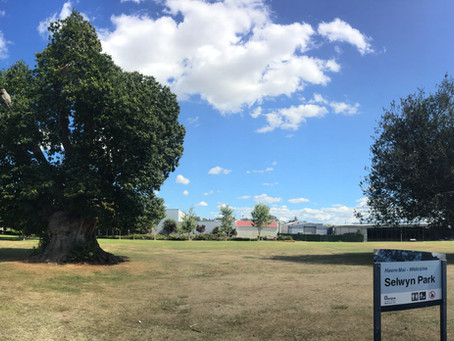 Te Awamutu veteran trees that have seen it all!