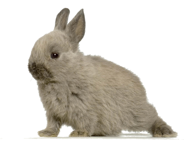 lapin.gif
