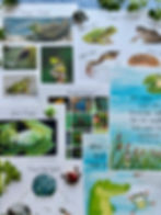 pages filled with pictures from the co-op curriculum of frogs and toads