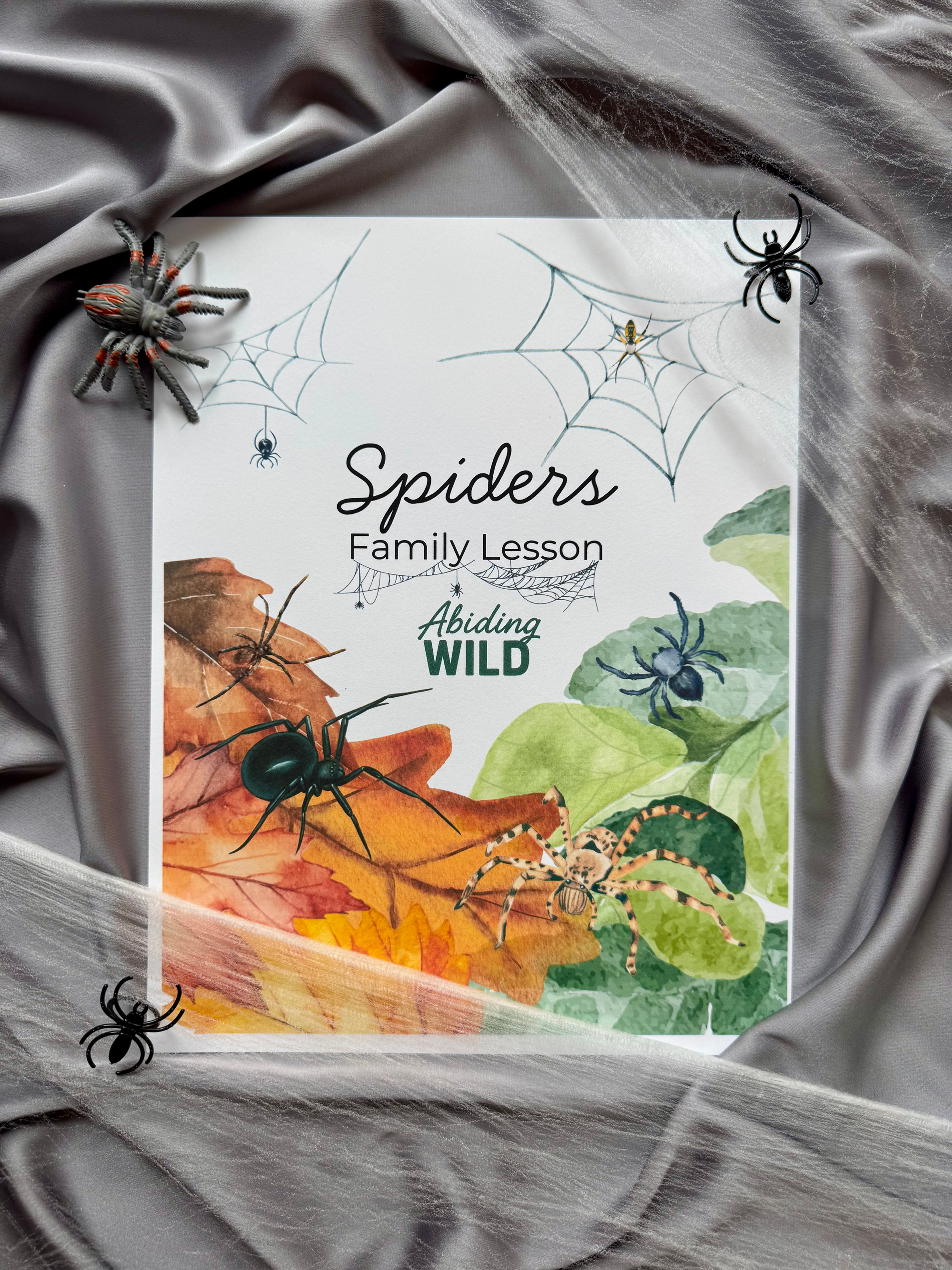 Spiders Family Lesson