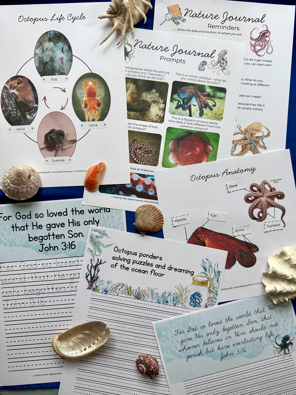 Thumbnail: Octopuses Family Lesson