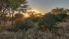 Bushveld Background